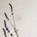 Sneakers, Deadlines & Drafting: A Day at Fernie Attorneys